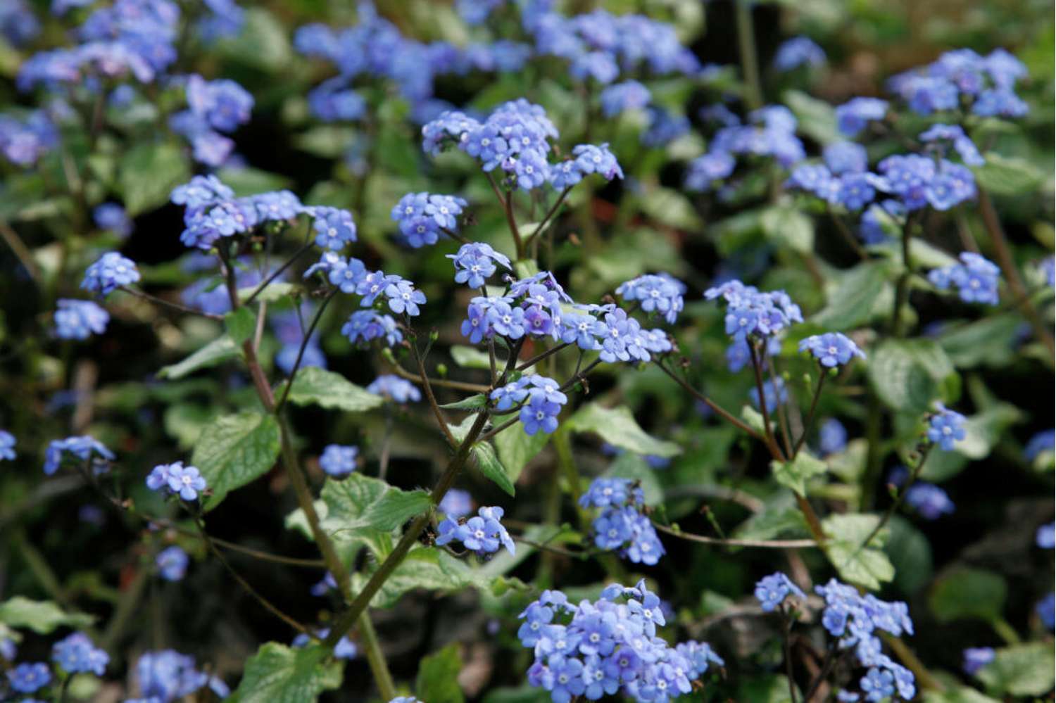 Rotkolemmikki 'Jack Frost' (Brunnera macrophylla)